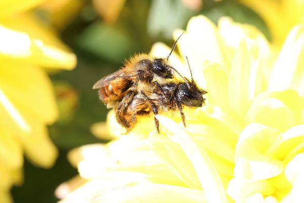  Bildname: IMG_8244.JPG 
 Breite: 5472 Pixel 
 H�he: 3648 Pixel 
 Gr�sse: 3.883 kB 