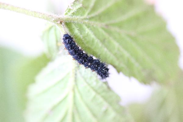  Bildname: IMG_8346.JPG 
 Breite: 5472 Pixel 
 H�he: 3648 Pixel 
 Gr�sse: 5.464 kB 