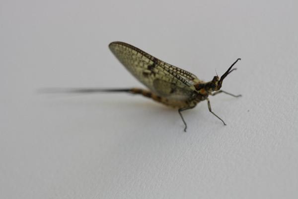  Bildname: IMG_1186.JPG 
 Breite: 3888 Pixel 
 H�he: 2592 Pixel 
 Gr�sse: 385 kB 