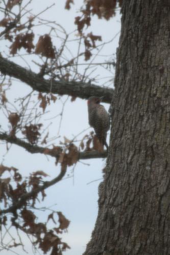  Bildname: IMG_5246.JPG 
 Breite: 2592 Pixel 
 H�he: 3888 Pixel 
 Gr�sse: 819 kB 