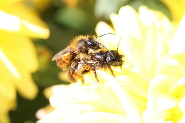  Bildname: IMG_8242.JPG 
 Breite: 5472 Pixel 
 H�he: 3648 Pixel 
 Gr�sse: 3.673 kB 