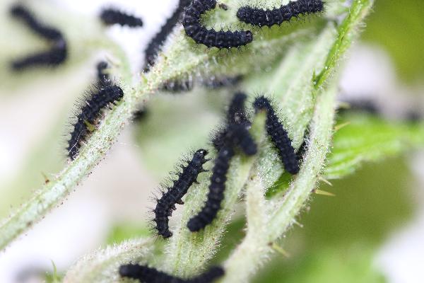  Bildname: IMG_8179.JPG 
 Breite: 5472 Pixel 
 H�he: 3648 Pixel 
 Gr�sse: 6.003 kB 