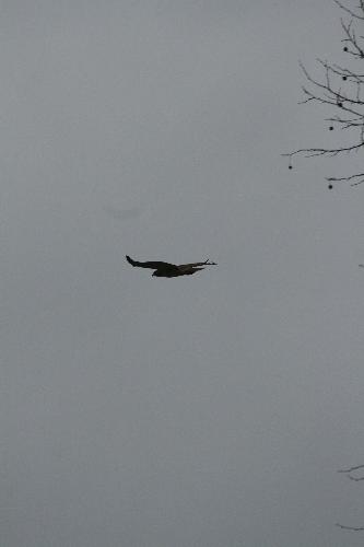  Bildname: IMG_5218.JPG 
 Breite: 2592 Pixel 
 H�he: 3888 Pixel 
 Gr�sse: 613 kB 